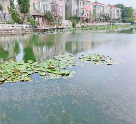 沉水植物群落构建手艺