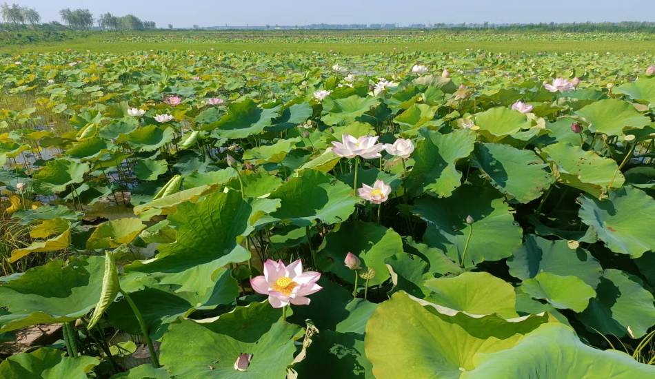 合肥市肥东县十八联圩湿地修复三期工程