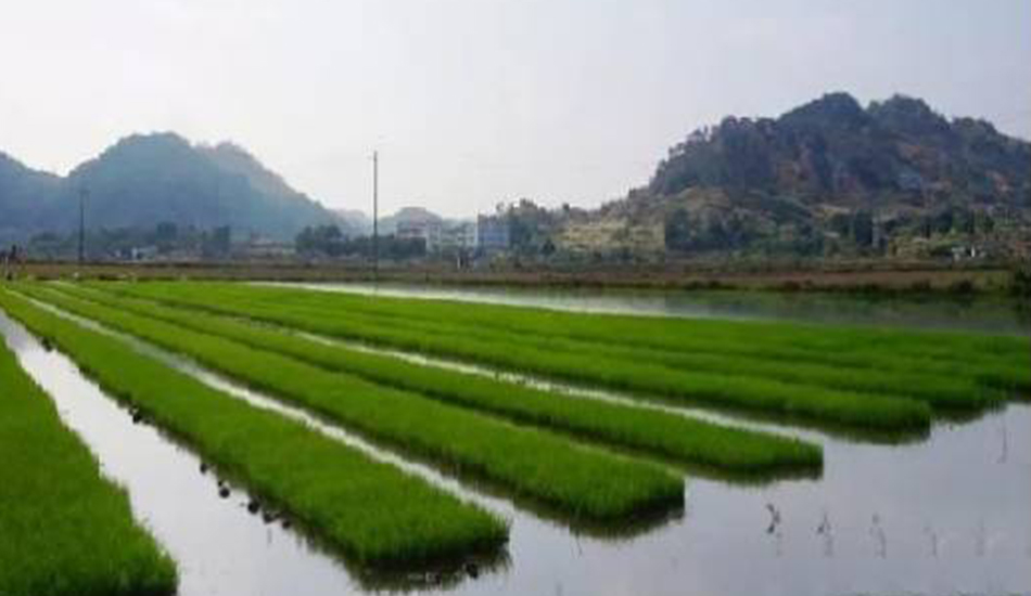 浙江嘉兴千亩水稻绿色高效树模坊建设项目水生态修复工程