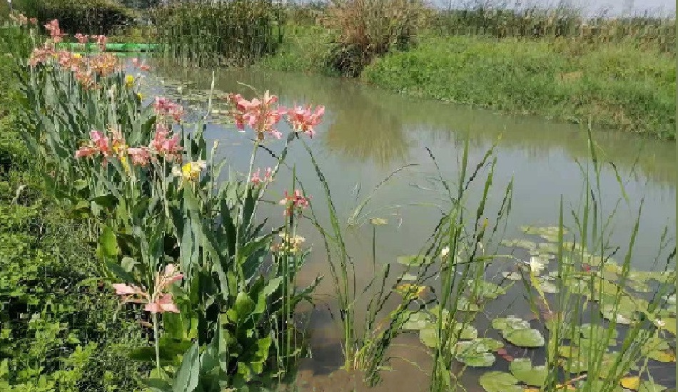 晋江市龙湖水治提升课题研究