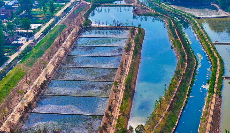 宿迁市宿豫区顺堤河水生态保；；；び胄薷垂こ