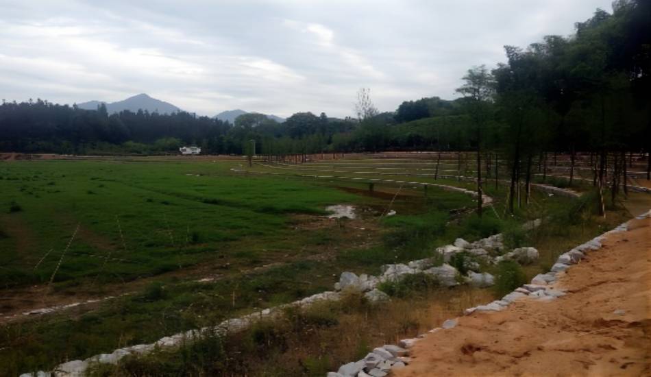 黄山太平湖湿地生态修复二三期工程