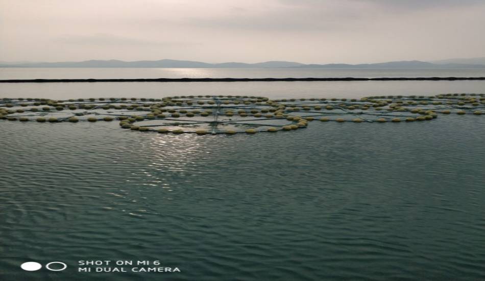 河北西大洋“白洋淀水生生物资源情形视察及渔业生态修复树模工程——上游库区渔业生态操控树模工程”