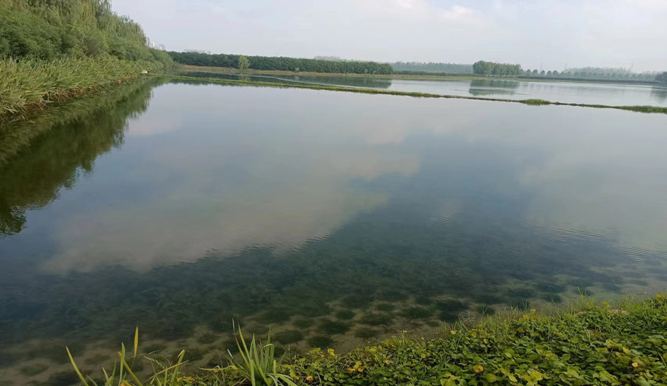 合肥肥东县十八联圩湿地修复三期工程2标段养护工程